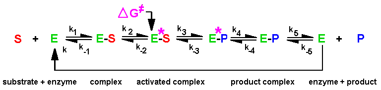 Enzyme Substrate Complex. enzyme-substrate complex